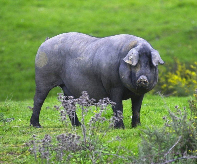 Ruta Del Ibérico En Tarifa 2017