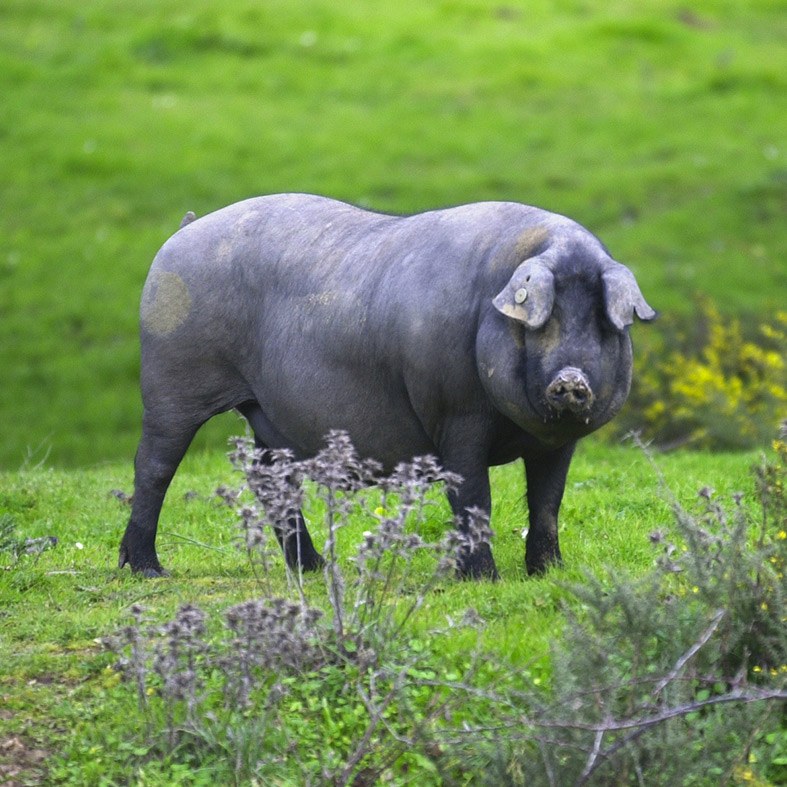 Ruta Del Ibérico À Tarifa saison 2017