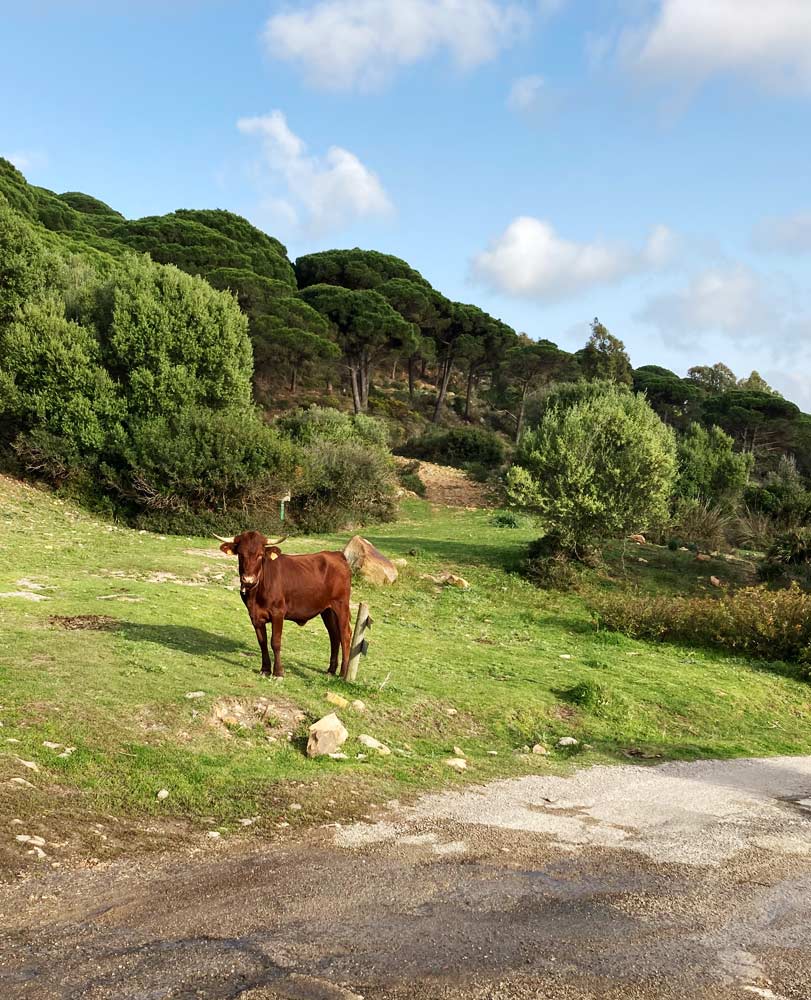 Villa Yoga dans le parc naturel de Tarifa